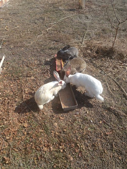 Взрослые Кролики реализация всего хозяйства.