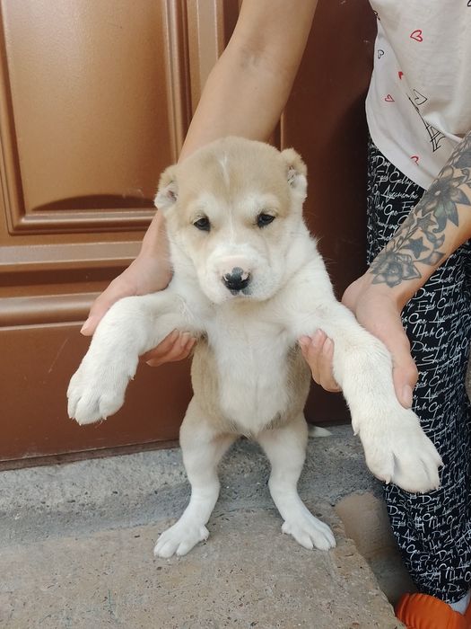 Продаются щенки Алабаи