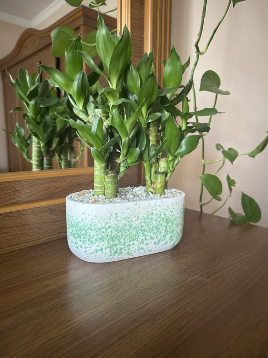 Растения бамбук, очен красивая