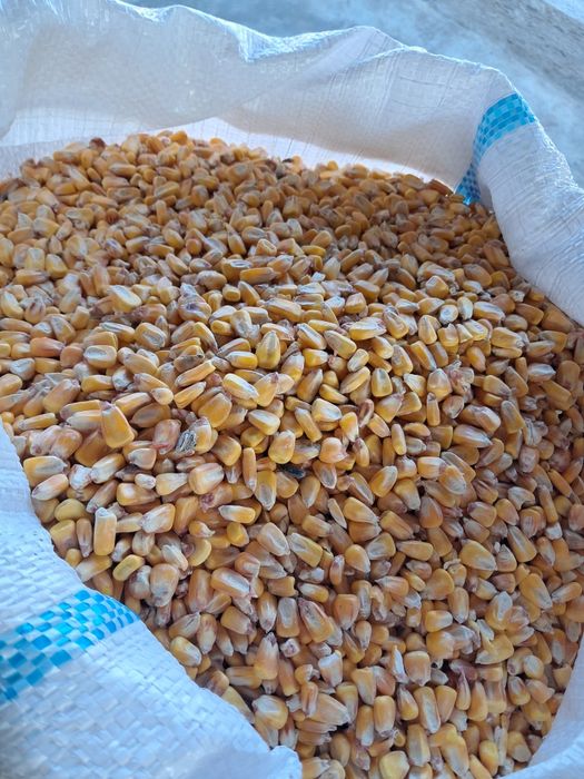 Vând porumb boabe uscat anul 2025