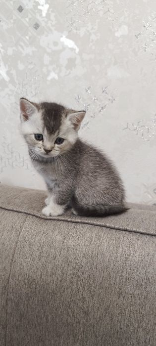 Продаются котята скоттиш страйт