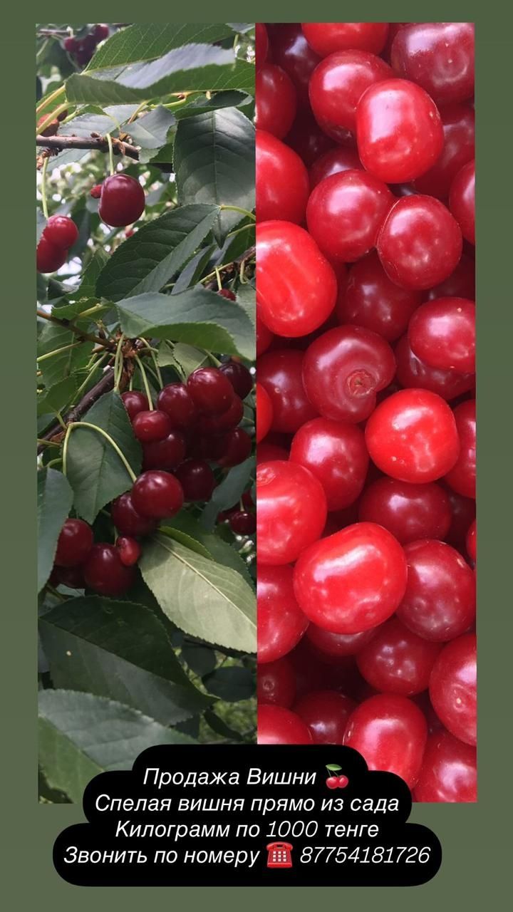 Свежесобранная вишня