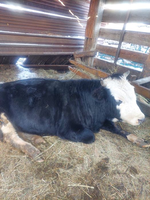 Продам быка возраст 1.5 года