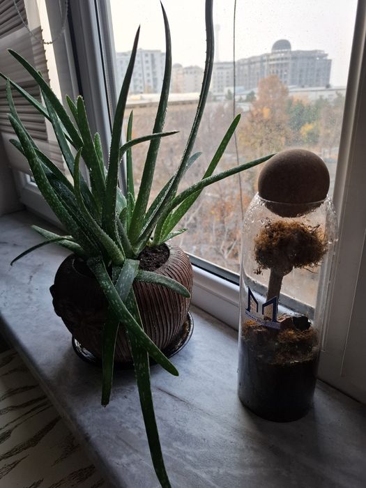 Продаю Алоэ вера