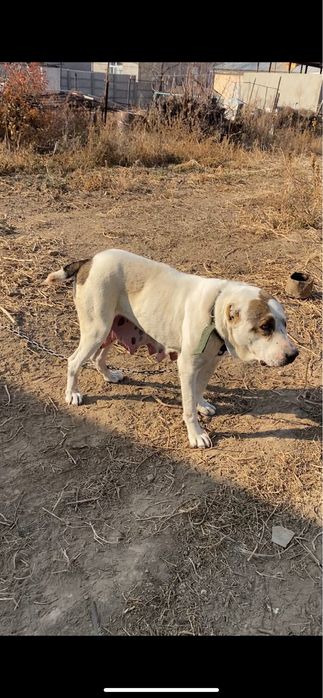 Продам собаку  породы алабай   девочка