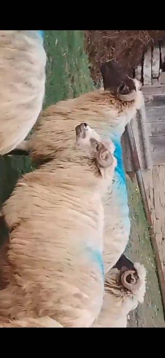 Oi de vânzare- 16 miorițe și un berbec