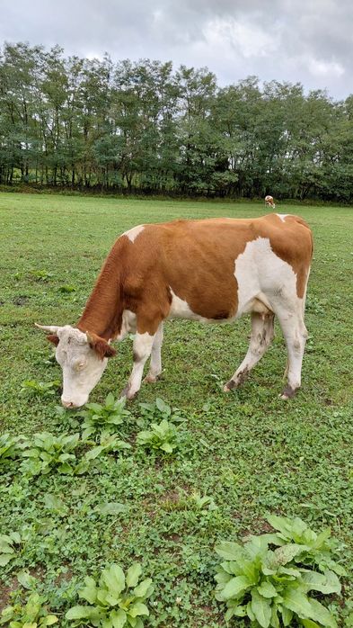 De vanzare vaci baltata românească   pret  difera de la animal la anim