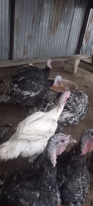 Продам индюков крупных