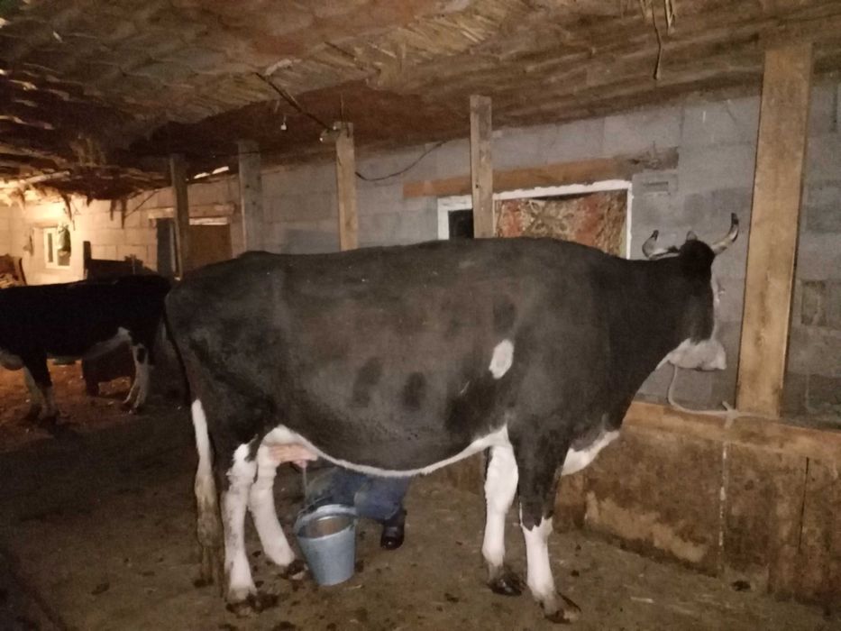 Сутти сиыр  сатылады