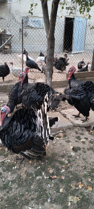 Сатылады қораздар