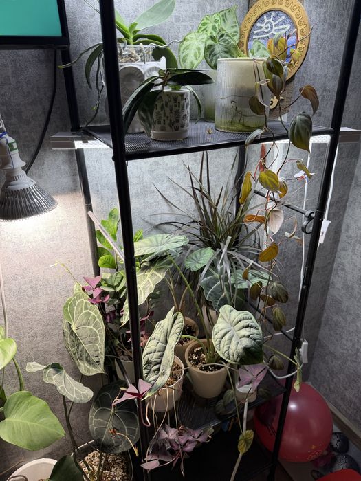 Комнатные растения