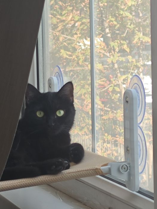 Черная кошечка ищет дом