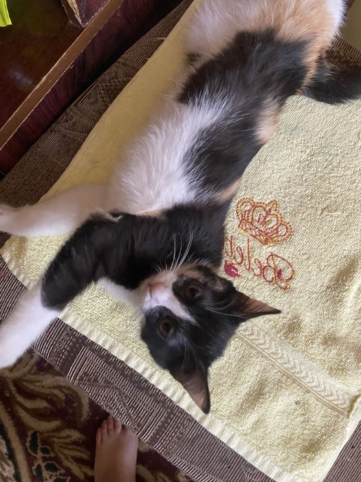 Мушук хадия киламан