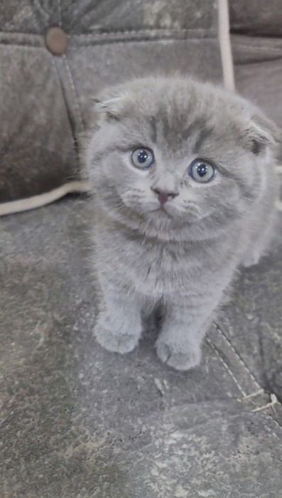 Продаются котята скоттиш страйт и фолд