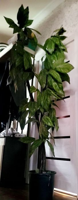 Срочно высокие искусственные деревья высота 1.90. Читайте опесание