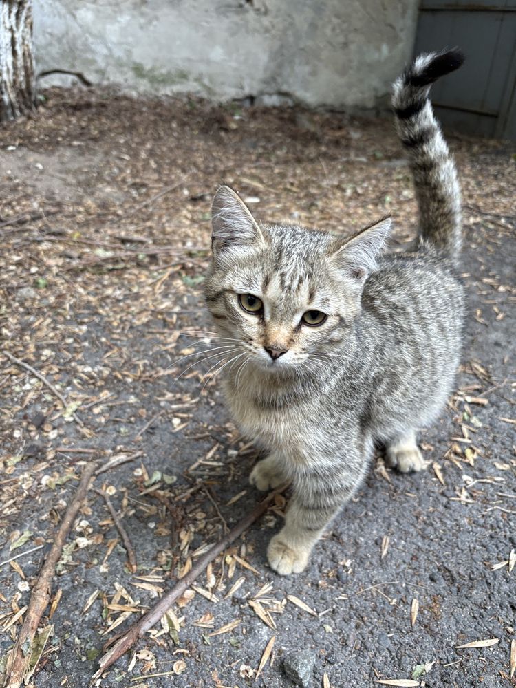 Котенок в добрые руки