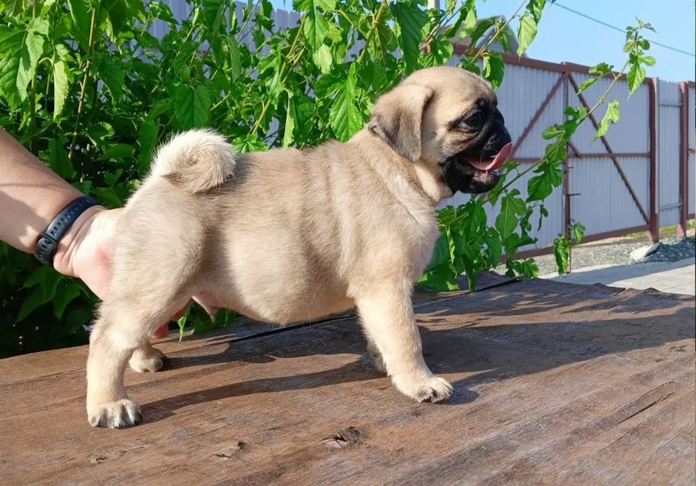 Продается мопсик