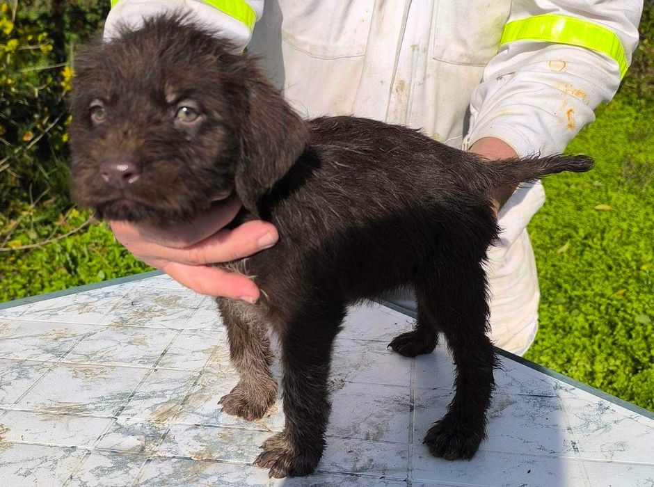 Продавам 5 дратхарчета-4 мъжки и 1 женско.