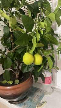 Продам Лимон дерево, с плодами Лимона