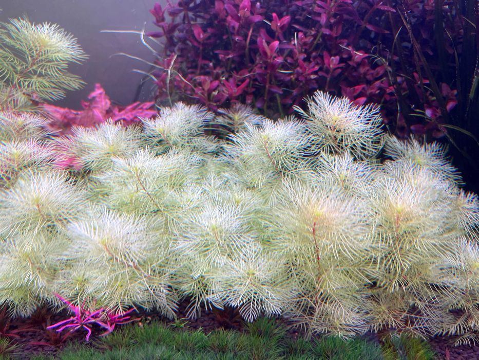 Myriophyllum mattogrossense Golden 10 fire