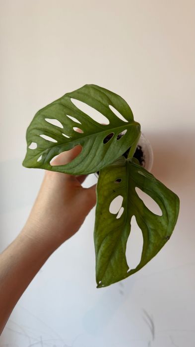 Монстера манки, комнатные растения