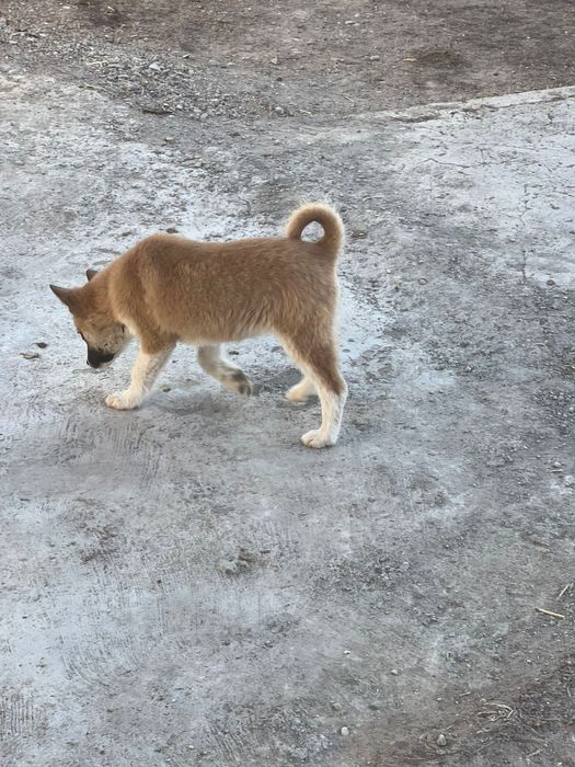 Продам шенка ЗСЛ и ВСЛ лайка