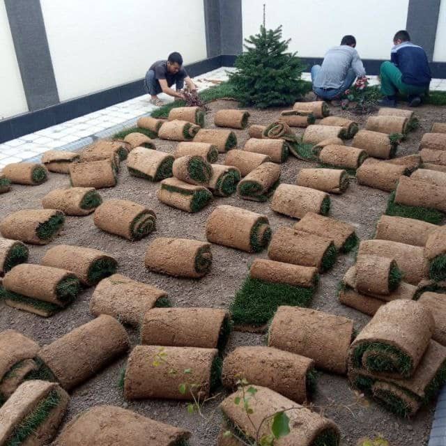 Газон екиш Арча кесиш дорлаш