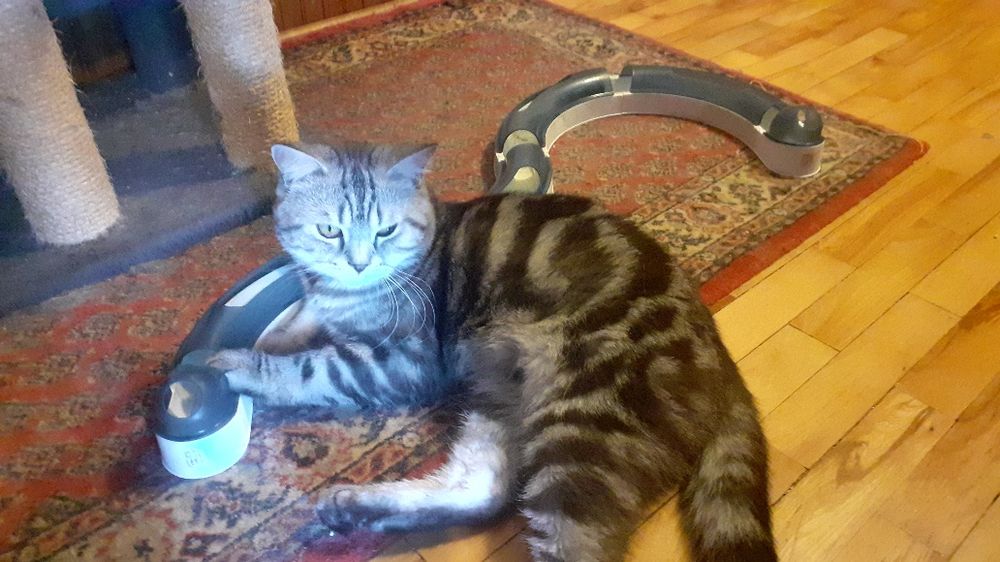 British shorthair silver tabby 3 luni
