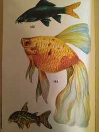 Книги : Аквариумные рыбки. А.С. Полонский.