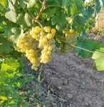 Struguri de vin mai multe soiuri, livrare la domiciliu pret producator