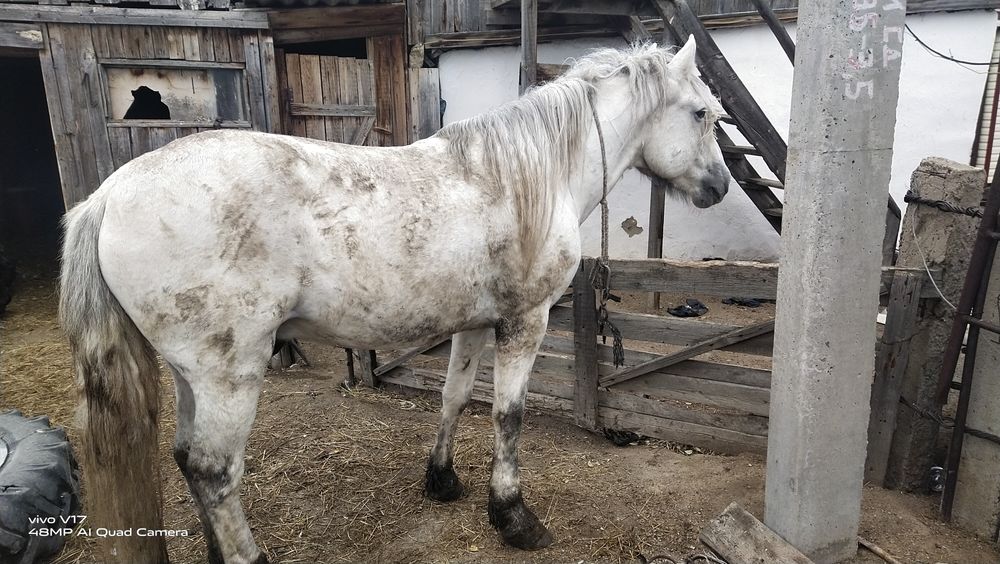 Ағыр полу тяжеловес