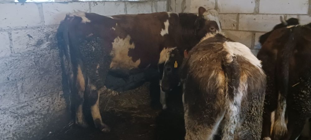 Junica  si taur de monta sau sacrificat