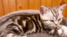 British short hair silver tabby top