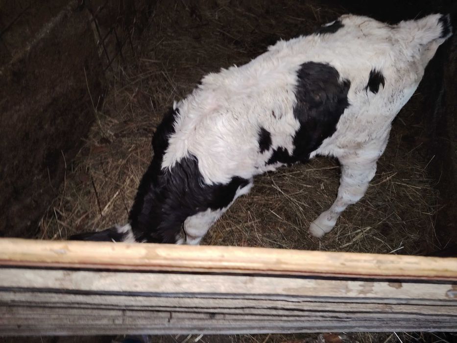 De Vanazare Vițel Angus