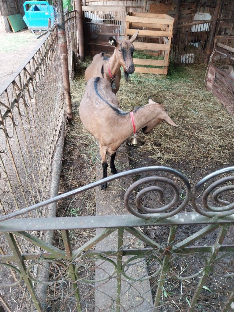 Vand o iada alpina franceza de anul trecut din capra de 7 8 litri  pe