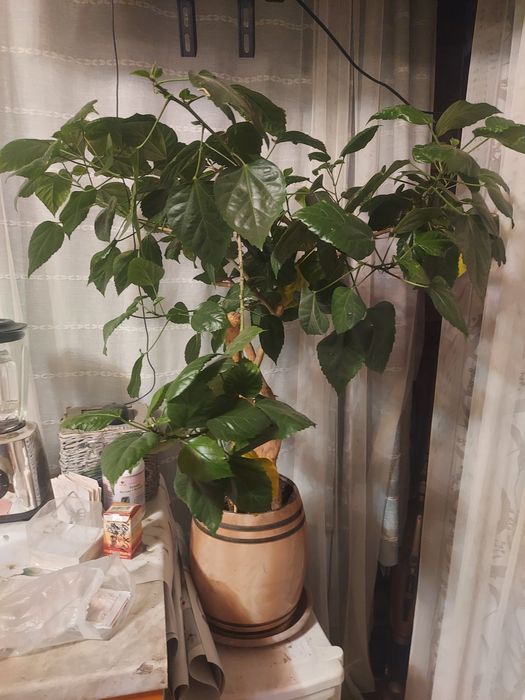 Комнатные растения