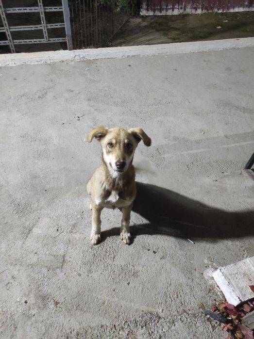 ПРИСТРАИВАЕТСЯ шикарный песель