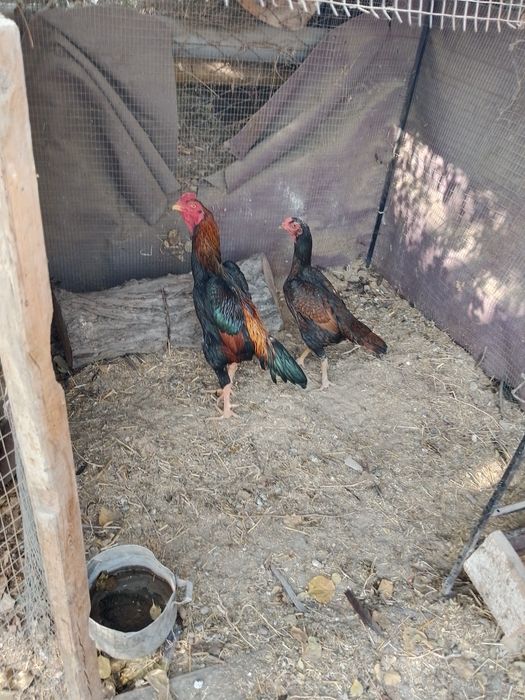 Qoni toza koreyskiy parichka sotiladi