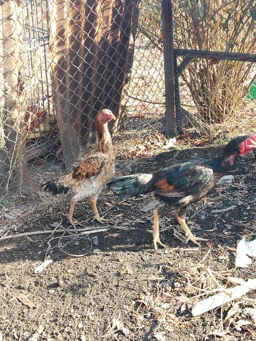 Шамо дакан чистокровные