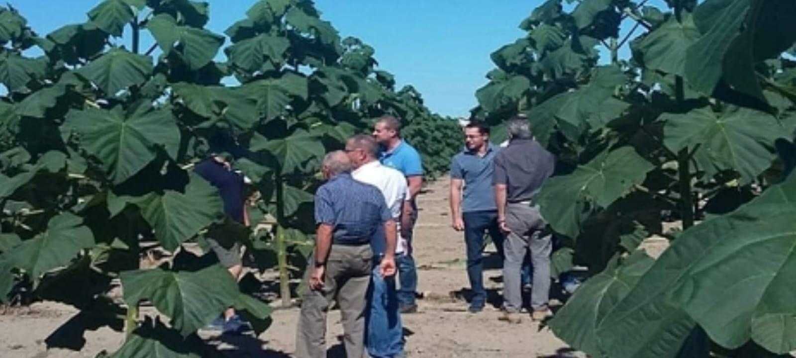 Paulownia puieti inradacinati,pomi exotici,livrare RO.Mosmon.Migdal.