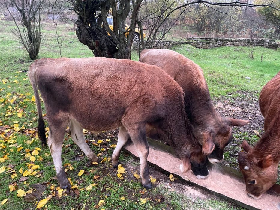 Продавам телета.