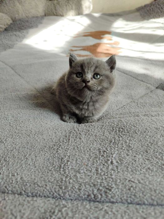 Продается котенок скоттиш страйт