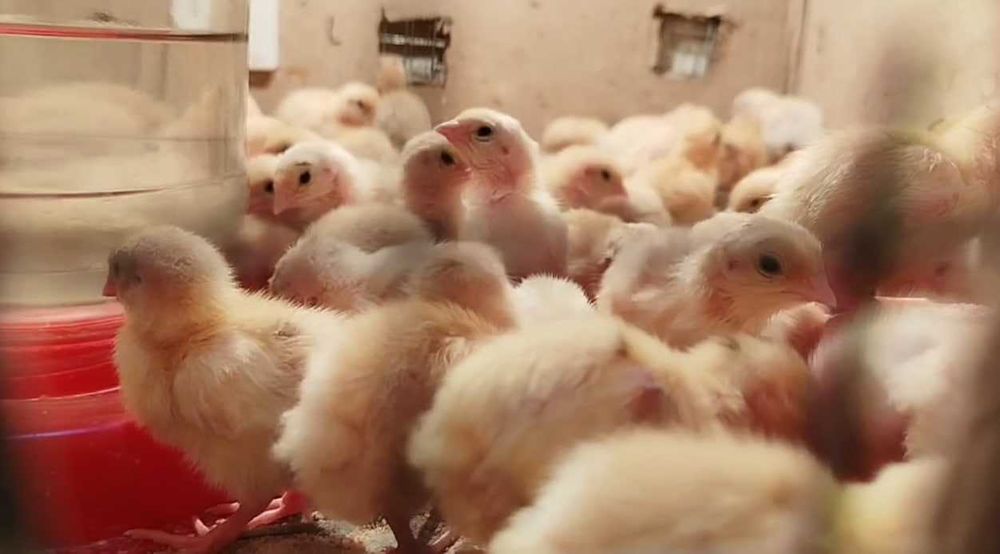 inkubatsion bedana tuxumlari bor beli gigant