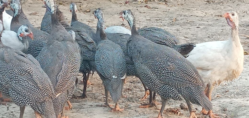 Sesarkalar sotiladi