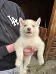 Catei husky siberian