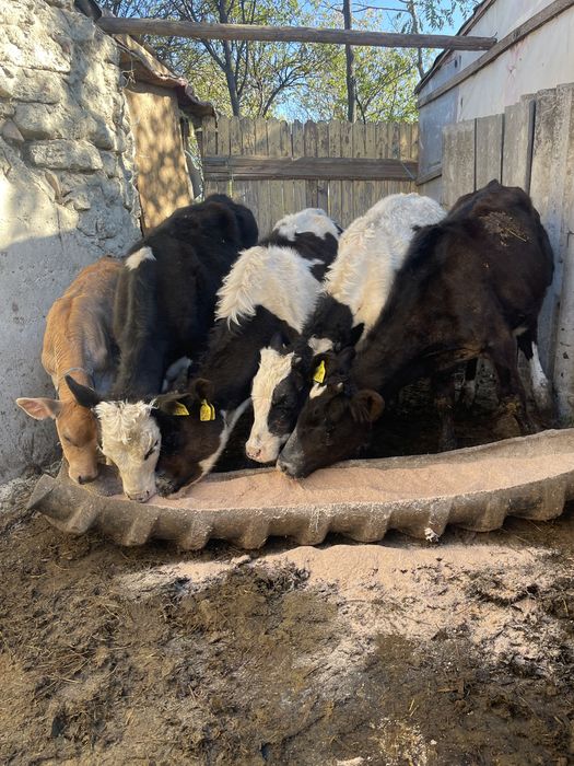 Vitele de rasa sunatiii