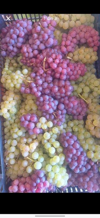 Struguri de vin avem toate soiurile nr 078542852nouă