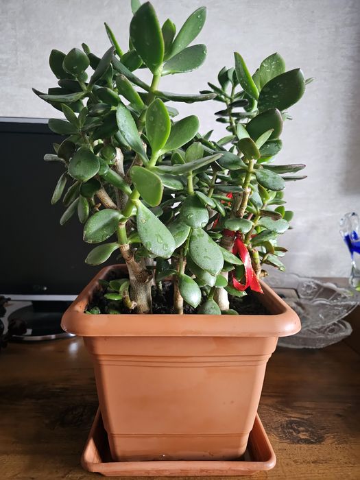 Продам толстянку овальную