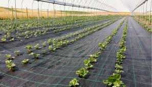 AGROTEXTIL Latime 0.5m/1m/1.28m/1.4m/1.5m/1.65m/1.85m/2m/4.2m/5.15m