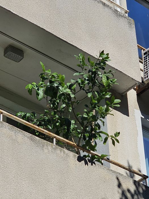 Лимонено дръвче в саксия